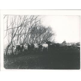 Petrie's Bullock Team