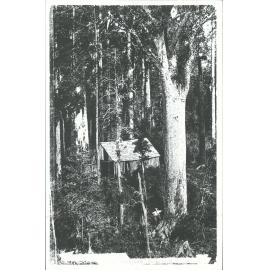 Kauri Forest, North Auckland