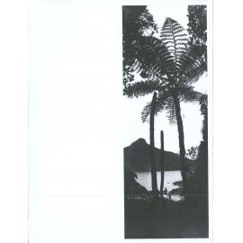 View of harbour from trees
