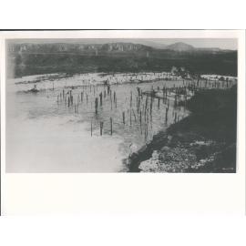 The prehistoric forest