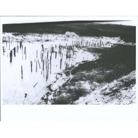 Submerged prehistoric forest