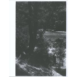 In the Bush at Ashley Gorge