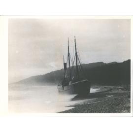 Wallabi at Greymouth