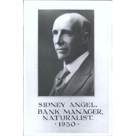 Angel, Sidney