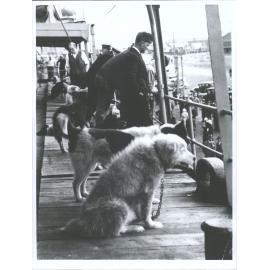 Huskies aboard "Jacob Rupert"