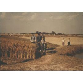 "Red star rice co-op Shangai"