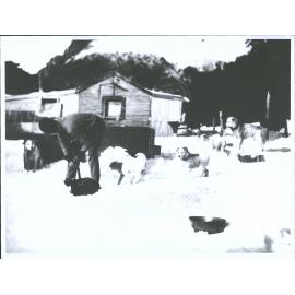 Shoveling snow while dogs watch on