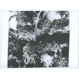 60 metres below the cold waters of the Antarctic