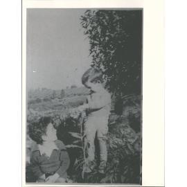 Joe & Paul picking sunflower seeds