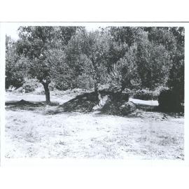 "Olive trees on the left"