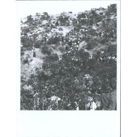 "Australians on Cheshire Ridge"