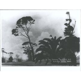 In the Domain, Auckland NZ