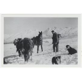 John Vollweiler with horses and dogs, Nokomai