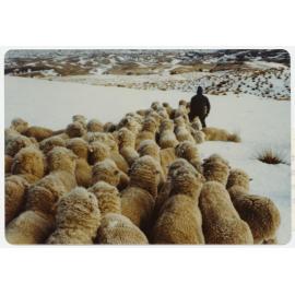 Flock of sheep in snow, Carrick Run