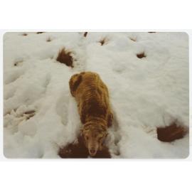Sheep in snow, Carrick Run