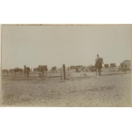 Horse lines and wagons