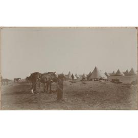 'Zeitoun Camp, horse lines'