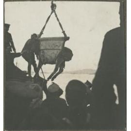 A donkey being loaded or unloaded in a hoist