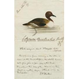 Sketch of 'Nyroca australis' , white winged duck
