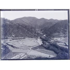 Rice fields - Brass Drum Valley