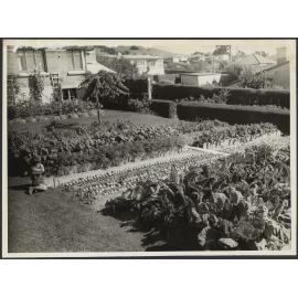 Garden of V.G. Percy, 1 Muir Street, Green Island