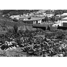Large suburban vegetable garden