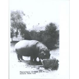 Hippopotamus