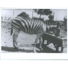 Zebra