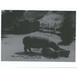 "Bella and Baby" Hippopotamus