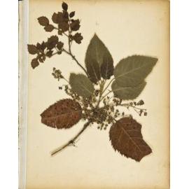 Pressed leaves and flowers