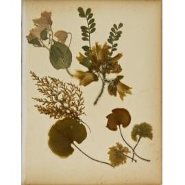 Pressed leaves and flowers