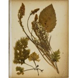 Pressed leaves and flowers