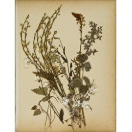 Pressed leaves and flowers