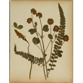 Pressed leaves and flowers