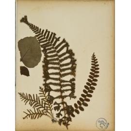 Pressed leaves and flowers