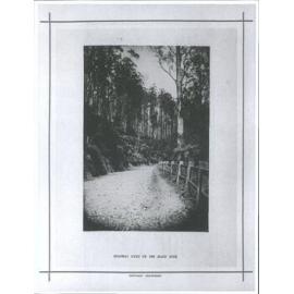 Roadway scene on the Black Spur