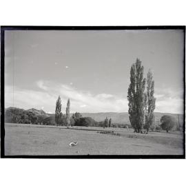 Farmland [Central Otago?], with poplar and willow trees, and a range of hills in the background