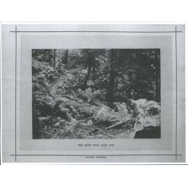 Fern Bridge Gully, Black Spur