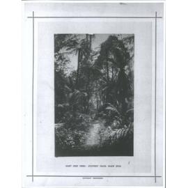 Giant Fern Trees: Splitters' Track, Black Spur