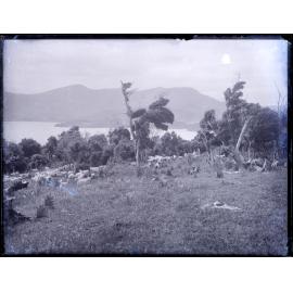 Grazing sheep and bush on Otago Peninsula, with a view over the harbour towards Port Chalmers