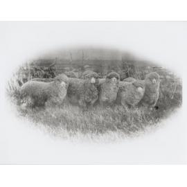 Two merino sheep