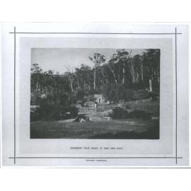 Dandenong State forest, at Fern Tree Gully