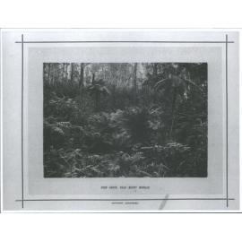 Fern Grove, near Mount Munday