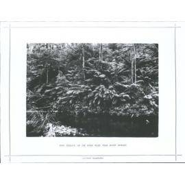 Fern Terrace, on the River Watt, near Mount Munday