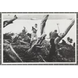 Crew of S.S. Erlangen felling rata trees