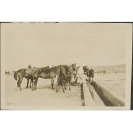 'Watering horses at [Asl-?] just before commencement of operations'
