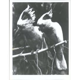 Major Mitchell Cockatoos "The Gossips"