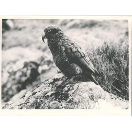 Kea at Mt Cook National Park