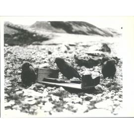 Ball Hut, Keas at work