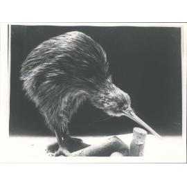 Kiwi - national bird of new zealand